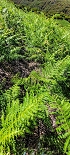 Plants: image 43 Of 208 Thumb